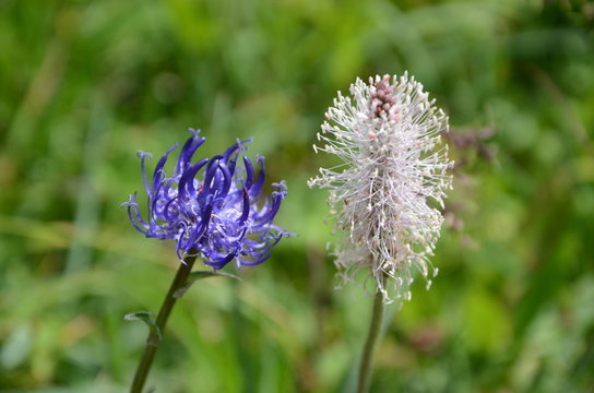 Teufelskralle  200 g