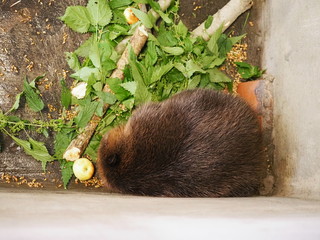 An adult beaver eats a plant in a nursery. Animal protection concept. Nature biosphere reserve in Voronezh Oblast.