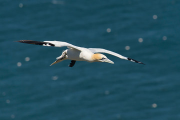 Flying gannet over the sea