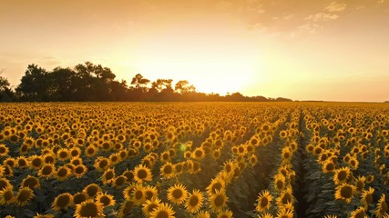 Close-up photography of sunrise scenery seen by sunflowers