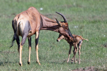 Topi ((Damaliscus lunatus) mother cleaning a newborn foal, Maasai Mara, Kenya.