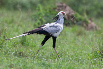 Secretary Bird (Sagittarius serpentarius), Maasai Mara, Kenya.