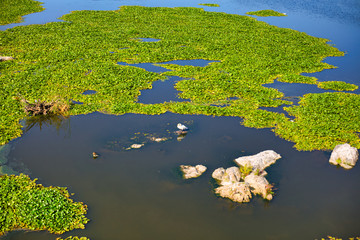 Camalote en el río Guadiana