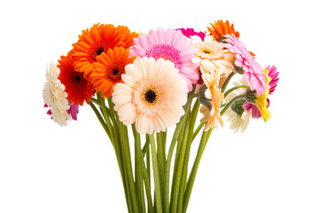 beautiful gerbera isolated