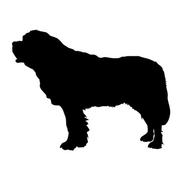 Standing dog. Black silhouette St Bernard.