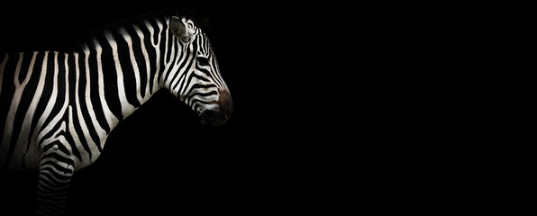 Zebra on a black background