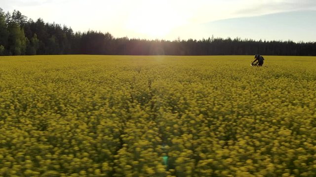 Aerial: side view of a motorcyclist on an Enduro, moving quickly through a field of rapeseed flowers in a rural wooded area at sunset. The concept of freedom and recklessness, internal travel