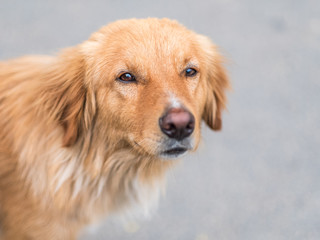 Golden retriever dog eyes closeup in soft focus