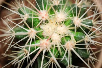 Sharp and spiny cactus macro