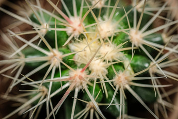 Sharp and spiny cactus macro with thorns in focus