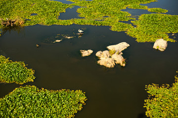 Camalote en el río Guadiana