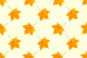 Naklejka na ściany i meble Autumn seamless pattern. Yellow maple leaves on a light yellow background