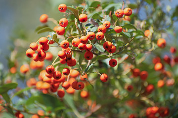Rowan branch tree with bright orange berry