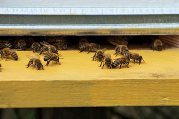 A lot of bees at the entrance to the hive