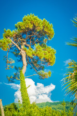 A huge eucalyptus on a background of blue sky and mountains. Tropical trees by the sea. Georgia. Summer. Day.