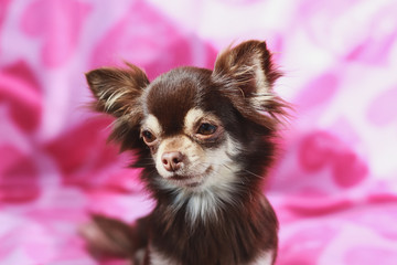 chihuahua puppy on pink background