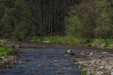 creek in a nature reserve in a forest