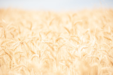 Intentionally low contrasted agriculture background. Common reed seed heads  Copy space for text. Warm golden tone. Phragmites australis