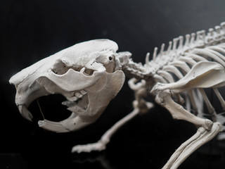 Skull of a Eurasian beaver, Castor fiber, with a black background