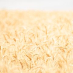 Intentionally low contrasted squared agriculture background. Common reed seed heads  Copy space for text. Warm golden tone. Phragmites australis