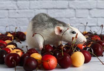 Obraz premium Decorative cute black and white rat sits in the center of a heap of ripe cherries. Red and yellow cherries are laid out in the shape of a heart. Close-up of a rodent on a white brick background.