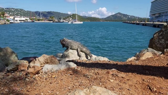A young Iguana sitting on the rocks in front of beautiful blue sea with a small city background and mountains 