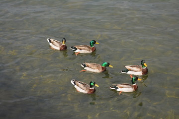 ducks on the lake