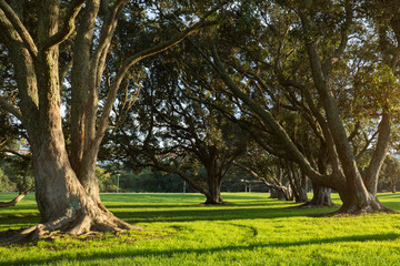 Big Pohutukawa trees with long shadows in the morning at Milford beach reserve, Auckland - obrazy, fototapety, plakaty