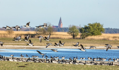 gänse © Klaus Haase 