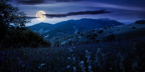 summer landscape in mountains at night. amazing scenery with herbs in fields on rolling hills in full moon light. clouds on the blue sky above the distant ridge © Pellinni
