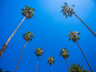 Palmen , Blauer Himmel