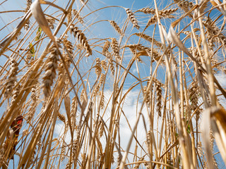 wheat field, bottom view. Blue sky over wheat field