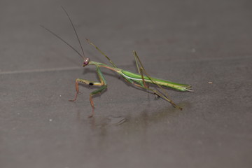 praying mantis