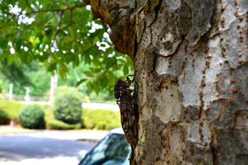 猛暑日,木で休むアブラゼミ