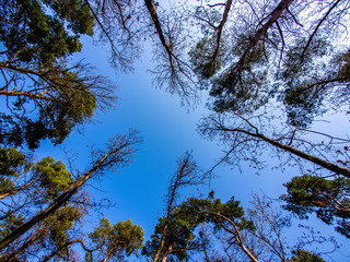 Im Wald, Bäume mit Blauer Himmel