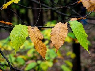 Laub im Herbst, Kastanienlaub 
