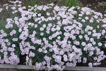 Florescence of Dianthus deltoides in the garden in May