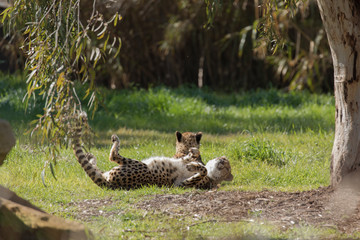 Cheetahs are lying on the grass and playing like a cat.