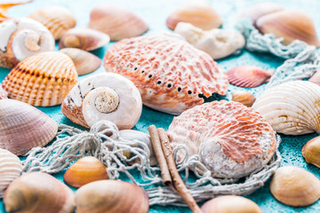 Assortment of seashells on blue background.
