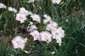 Group of light pink flowers of Dianthus deltoides in May
