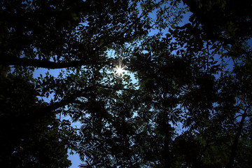 sunlight shining through the leaves