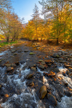 mountain river among the forest in autumn. sunny morning landscape. rocks in the water stream. cloudless blue sky