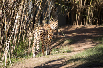 Cheetah is walking and looking back.