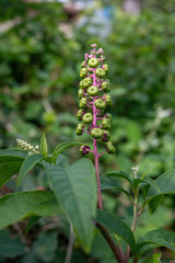Pokeweed Poke Sallet Flowers - Phytolacca americana