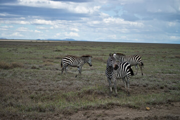 Fototapeta na wymiar Zebras in the Serengeti, Tanzania