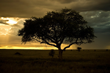Naklejka na ściany i meble Acacia Tree in Serengeti, Tanzania