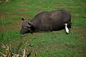 Cape Buffalo in Lake Manyara, Tanzania