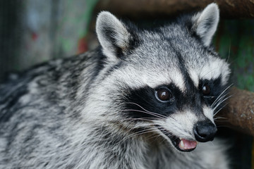 The head and hands of a cute and pleasant raccoon, the Side face is a portrait of an excellent representative of the wild. A human-like, confused expression on a beastly face.