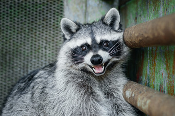 The head and hands of a cute and pleasant raccoon, the Side face is a portrait of an excellent representative of the wild. A human-like, confused expression on a beastly face.