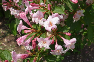 Close shot of pink flowers of Weigela florida in mid May